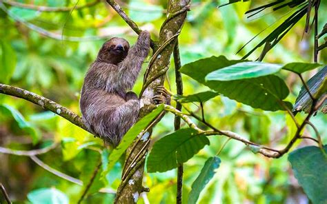 costa rica vacations sloth sanctuary